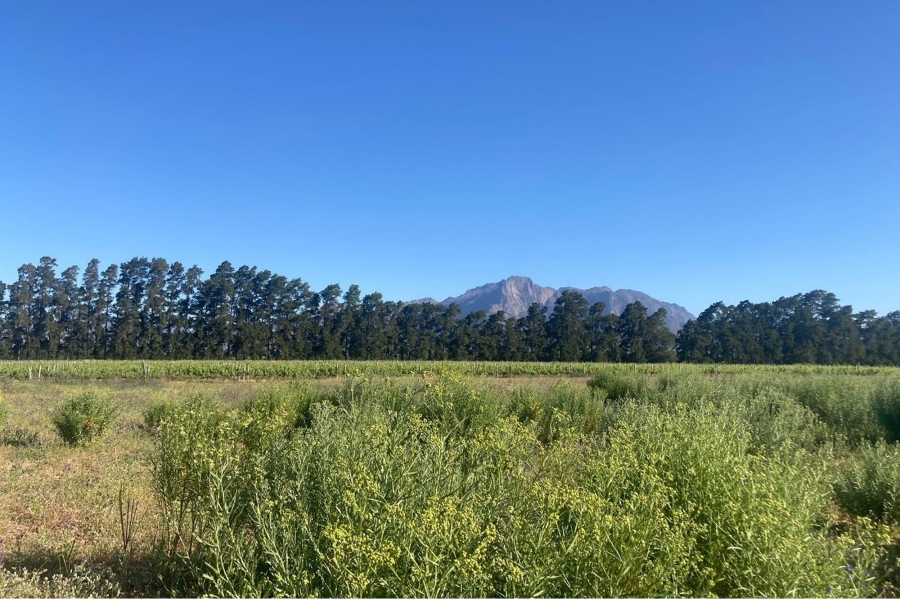 0 Bedroom Property for Sale in Paarl South Western Cape